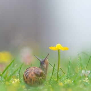 A snail looking at a buttercup in a garden
