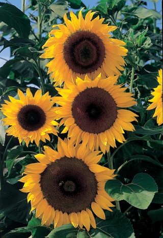 flowers to sow in April: sunflower