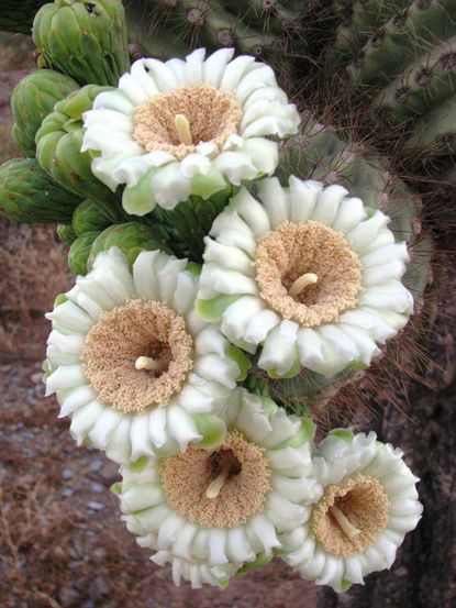 Saguaro cactus bloom, spring