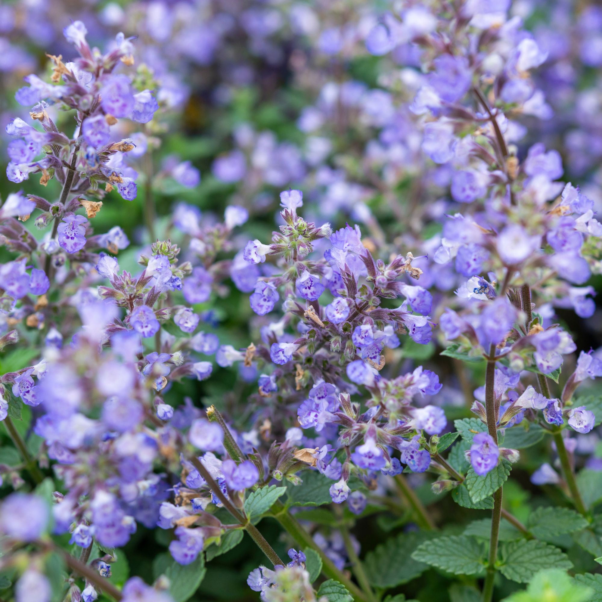 Nepeta 'Purssian Blue' flowers