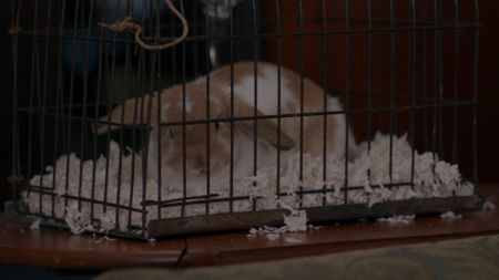 WandaVision Senor Scratchy