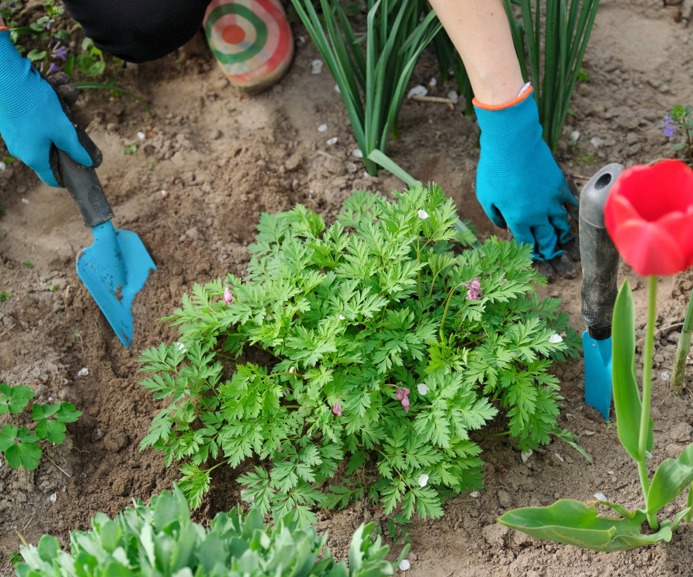 Gloved hands planting a bleeding heart plant