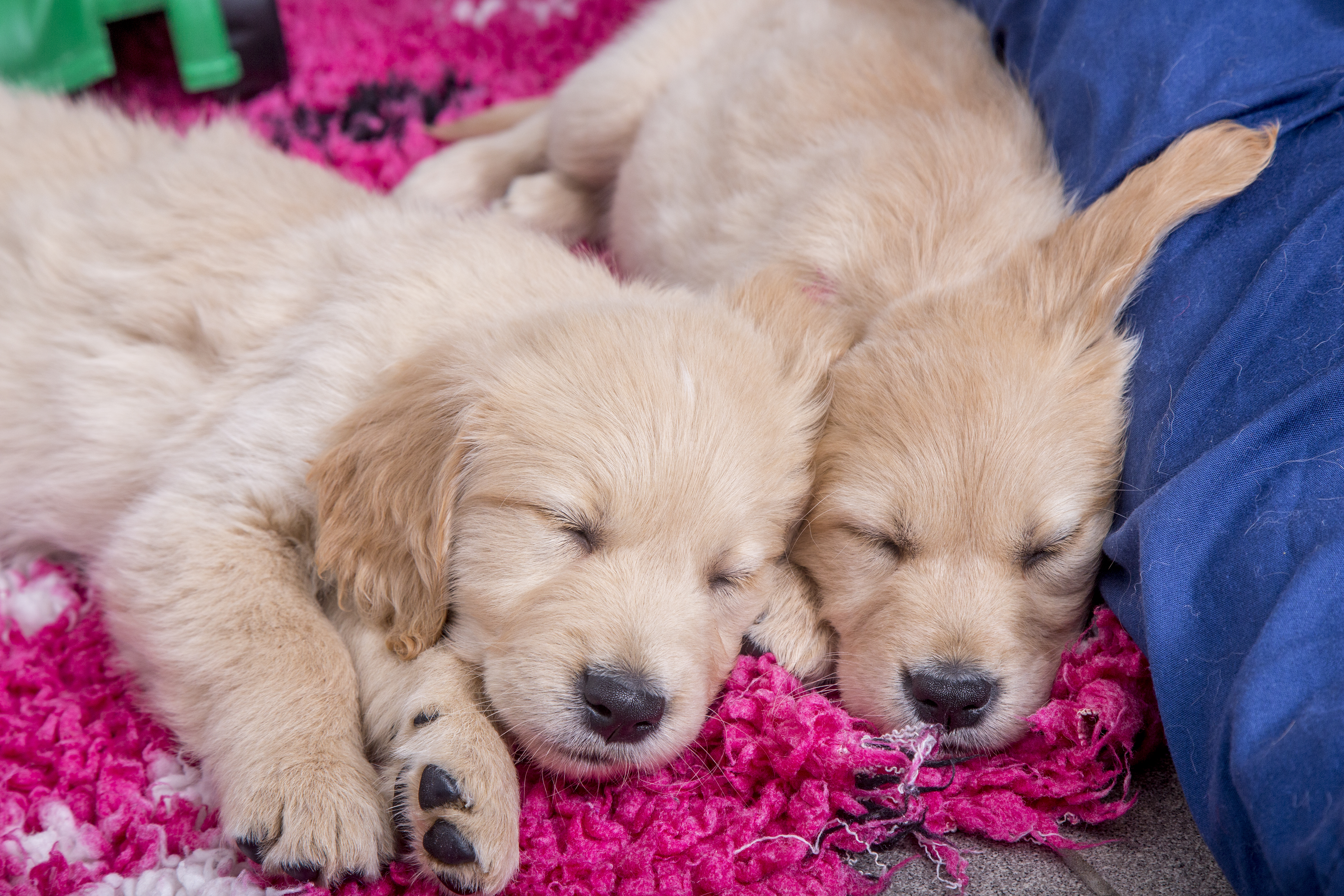 Puppies sleeping.