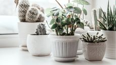 Winter houseplant care mistakes 