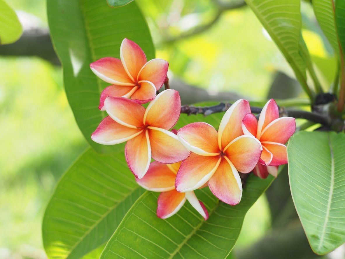 plumeria