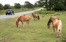 new-forest-ponies2.jpg