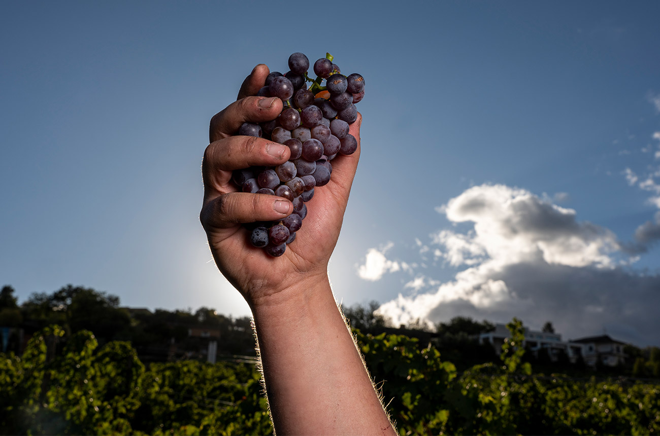 Zaccagnini vineyards shot