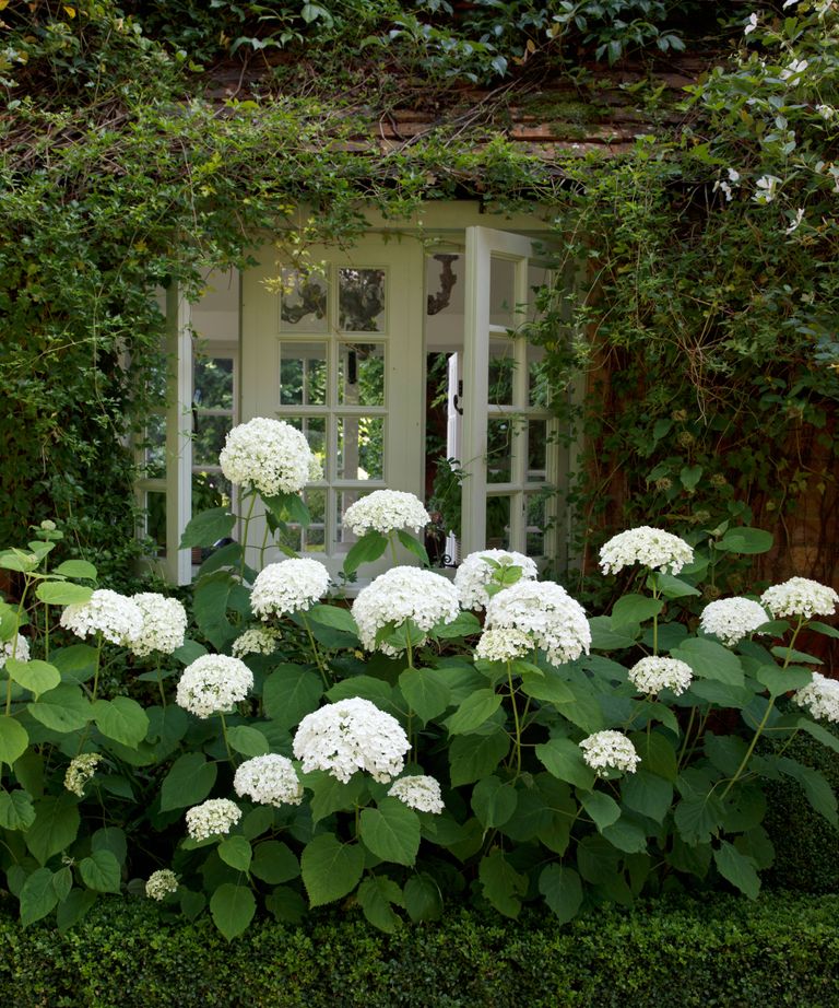 Why brown spots on hydrangea leaves appear and an expert trick to