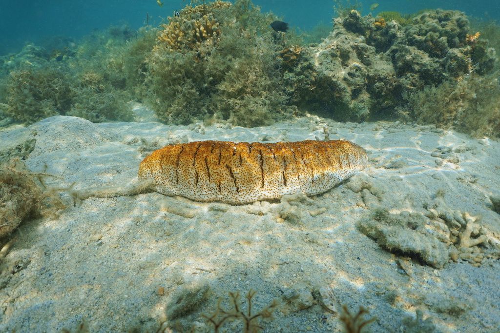 Elephant trunkfish sea cucumber (Holothuria fuscopunctata).