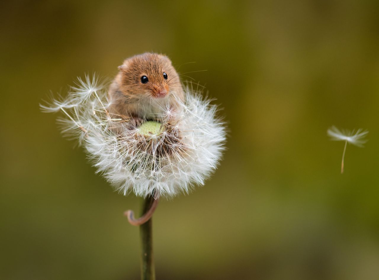 mouse in a dandelion