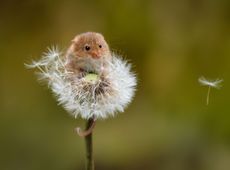 mouse in a dandelion