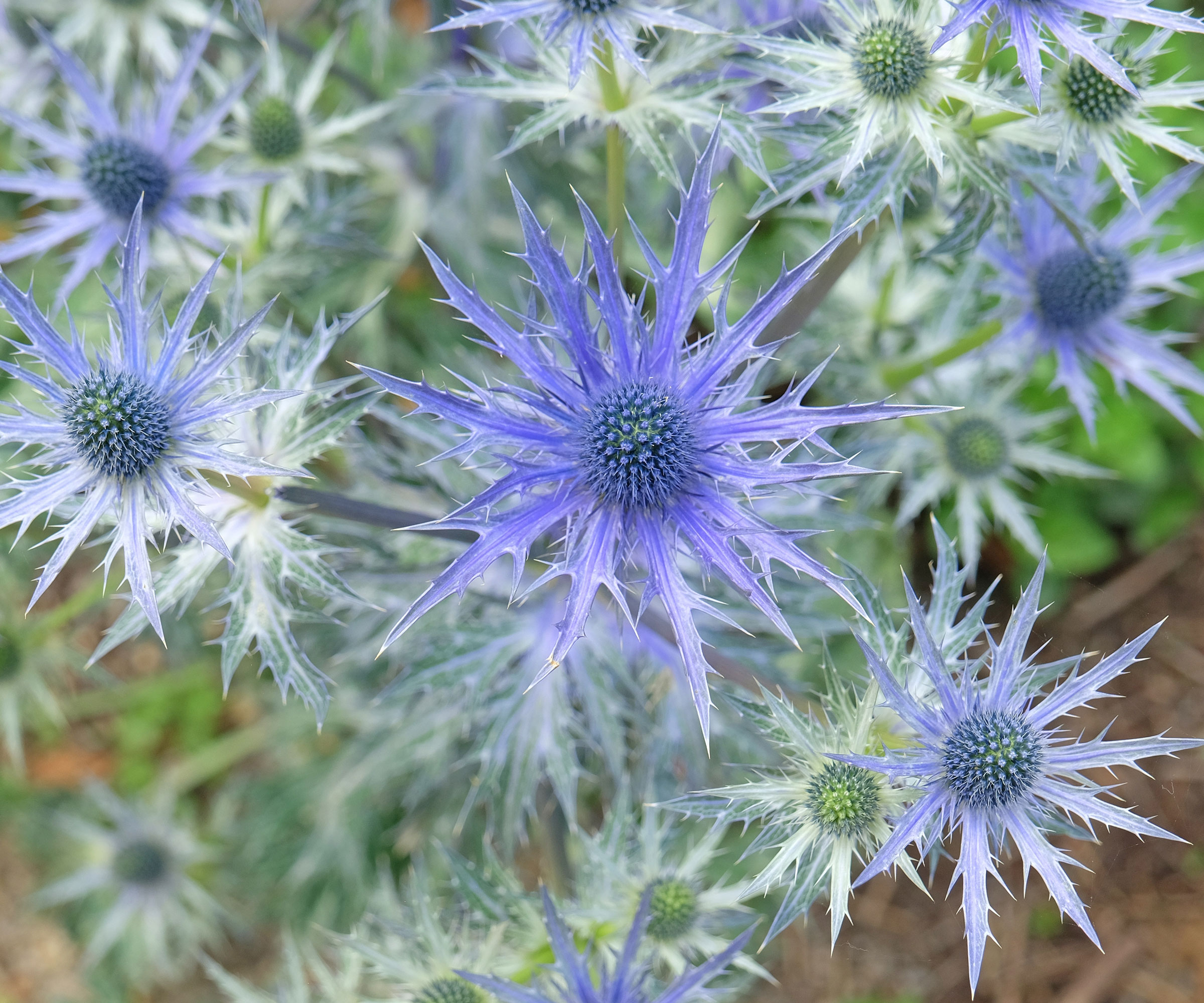 sea holly plant in container showing spiky purple blue flower heads
