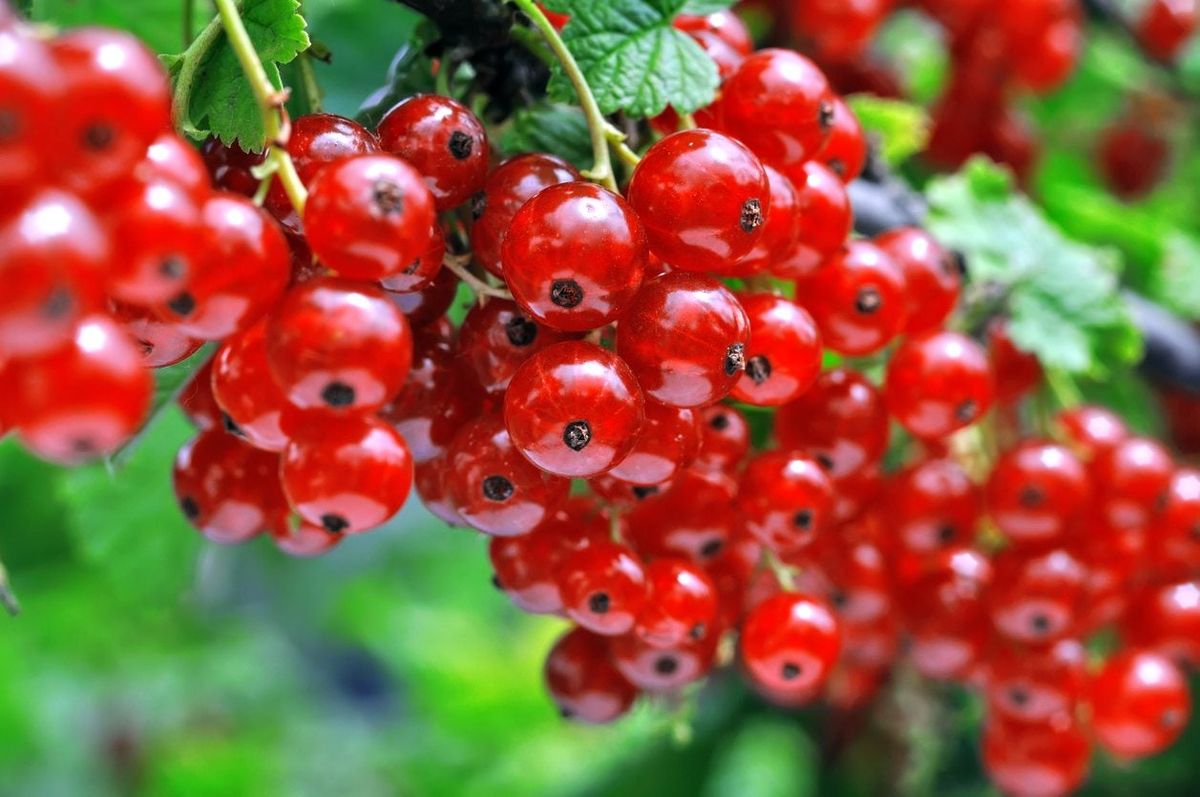 Growing Berries In Zone 5 Edible Berries For Zone 5 Gardens Gardening Know How