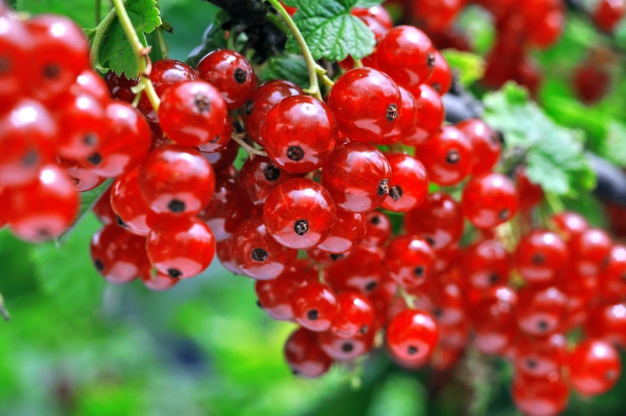 Plant Full Of Red Berries