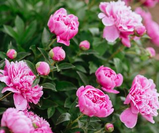 hot pink peonies in full bloom