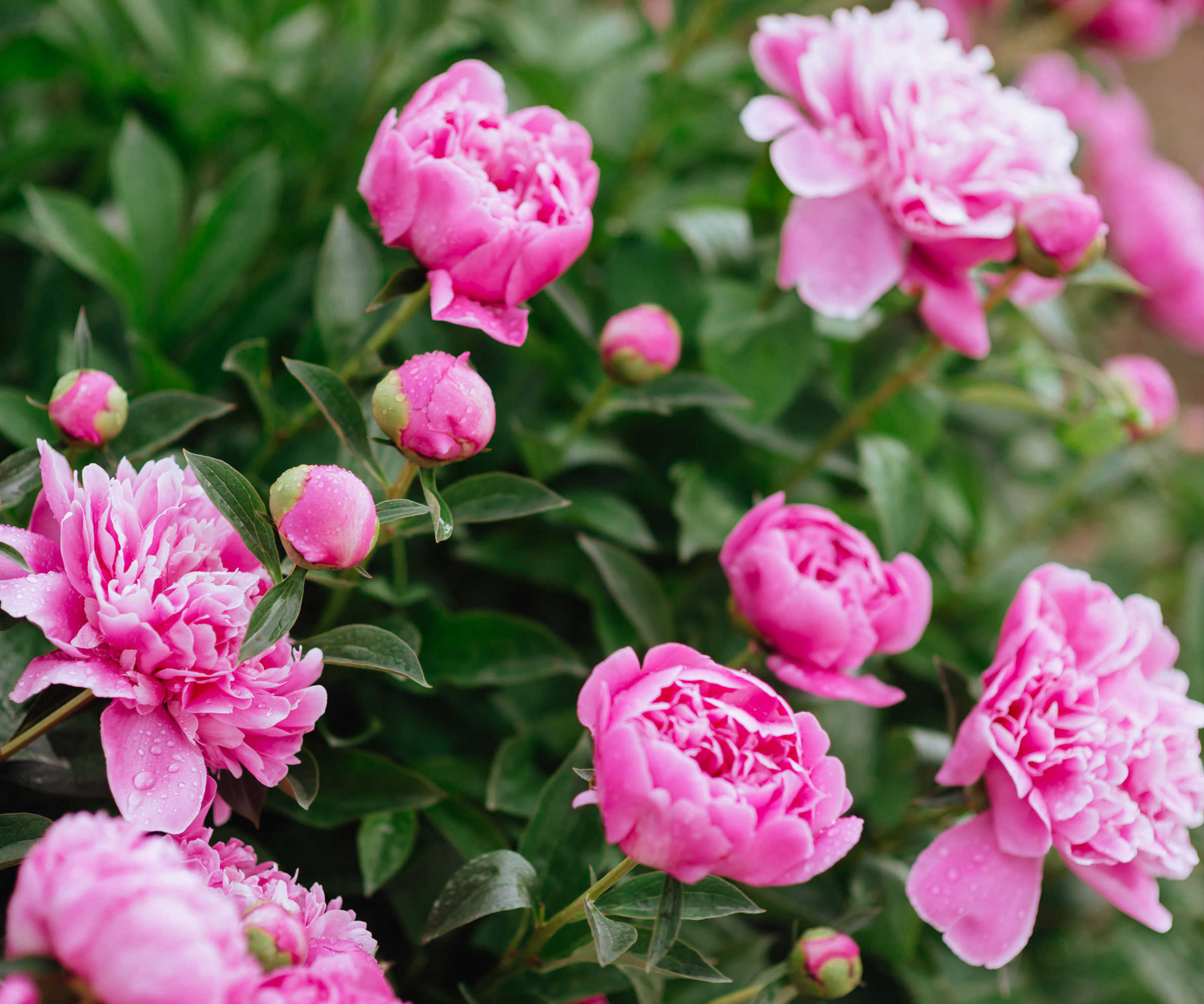 hot pink peonies in full bloom