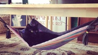 DIY cat bed hammock under coffee table with black cat lying in it