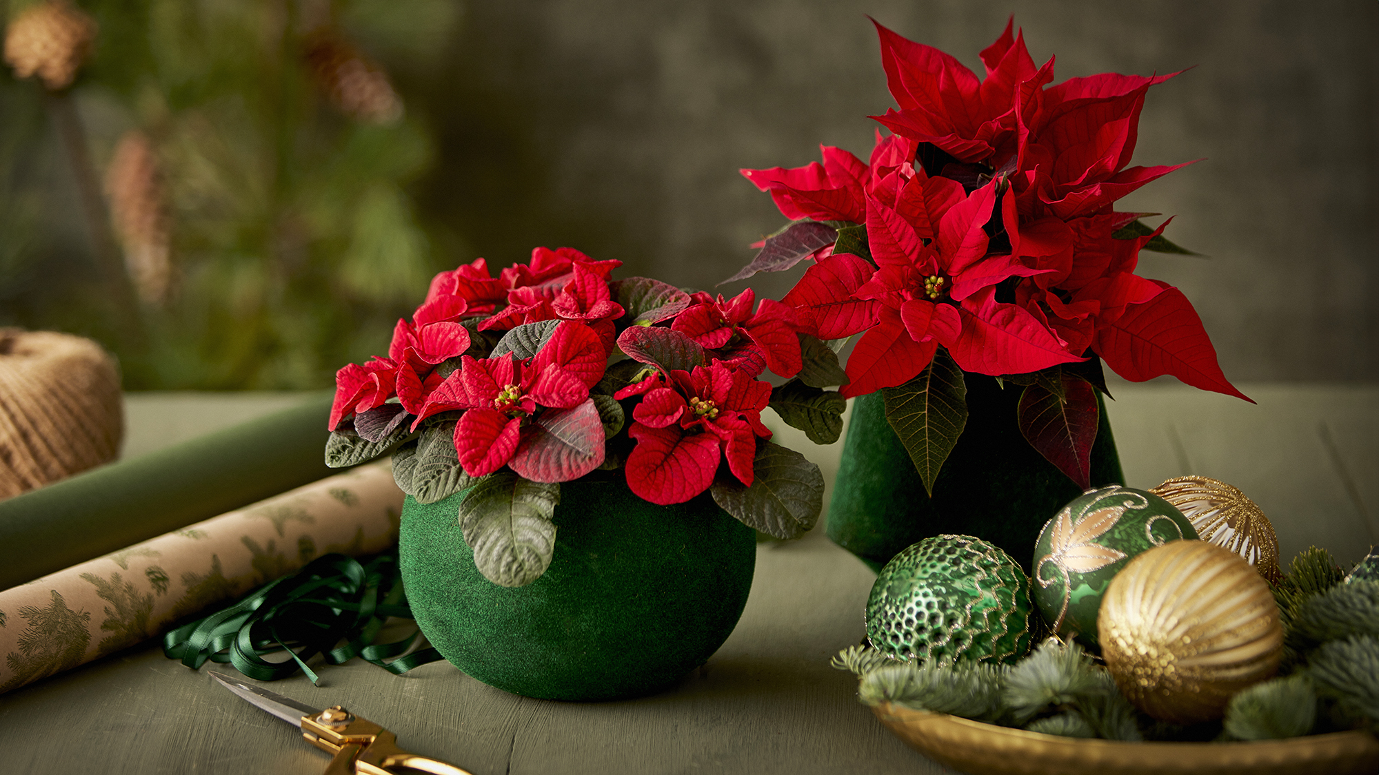 Green vases containing bright red poinsettias, displayed next to a bowl of Christmas ornaments, gift wrap, string, and scissors