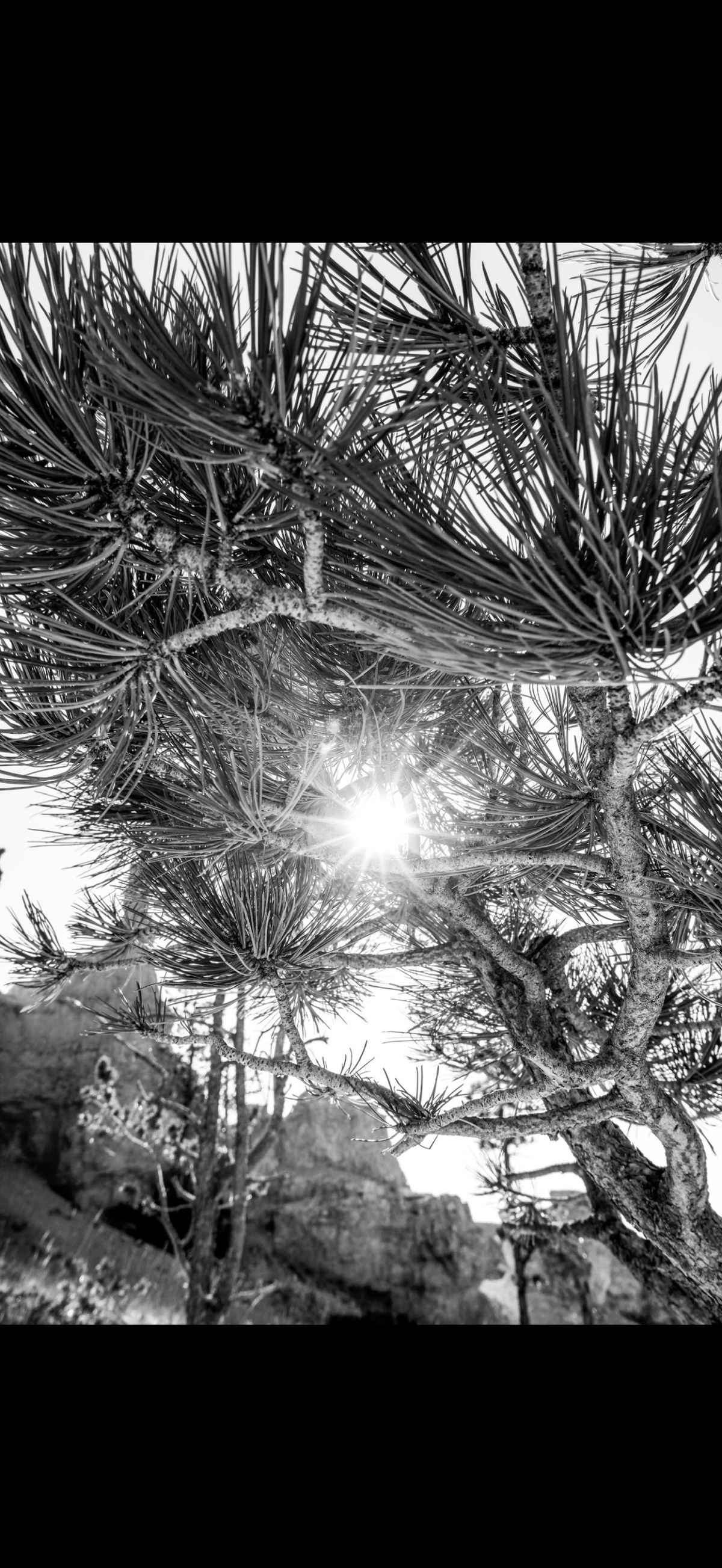 GuruShots - Powerful Black &amp; White Jan 26