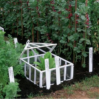 white cold frame in farm with plants