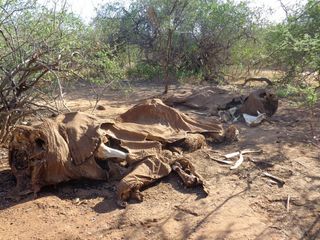 The remains of two adult elephants in northern Kenya suggest that poachers killed them together.