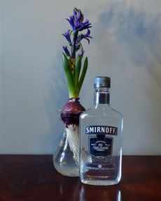 Bottle Of Smirnoff Infront Of A Potted Bulb