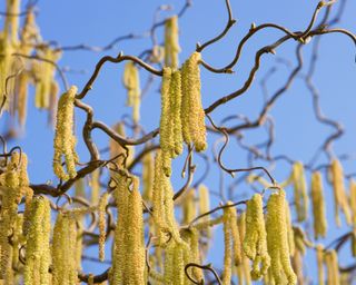 Contorted hazelnut tree with yellow catkins