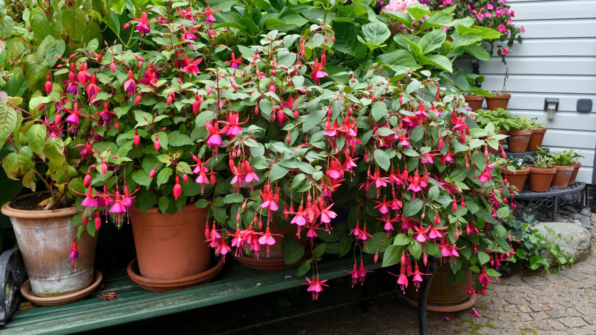 How to grow fuchsias make them the centrepiece of your borders, pots