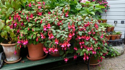 how to grow fuchsias