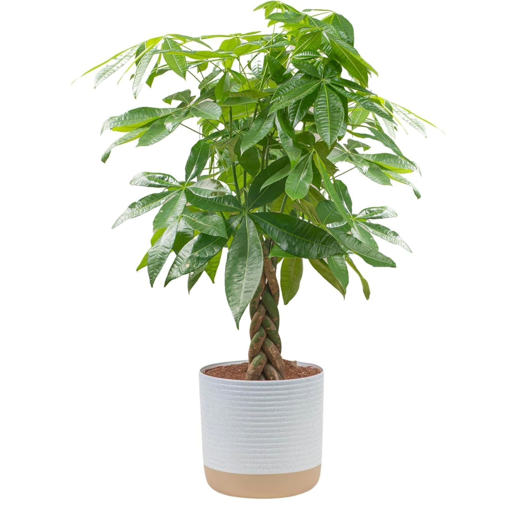 Large money tree live plant
