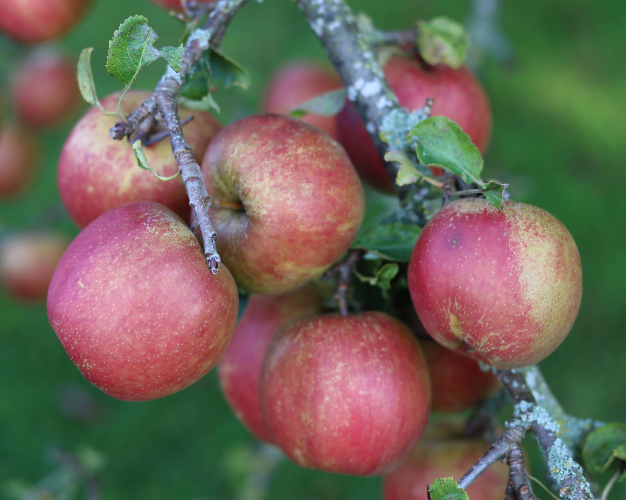 Cox's orange pippin heirloom apples