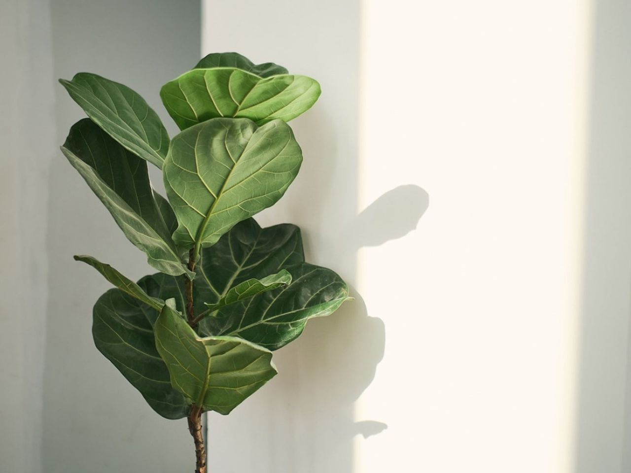 Fig Tree With Root Nematodes