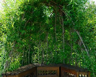 arbour design made of willow plants