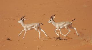 Gazelles running through the sand. 