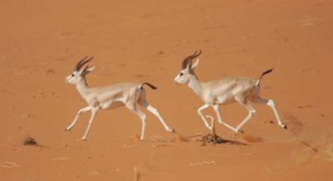 Gazelles Facts Pictures Live Science