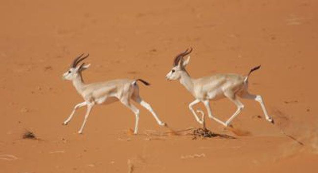 Gazelles running through the sand. 