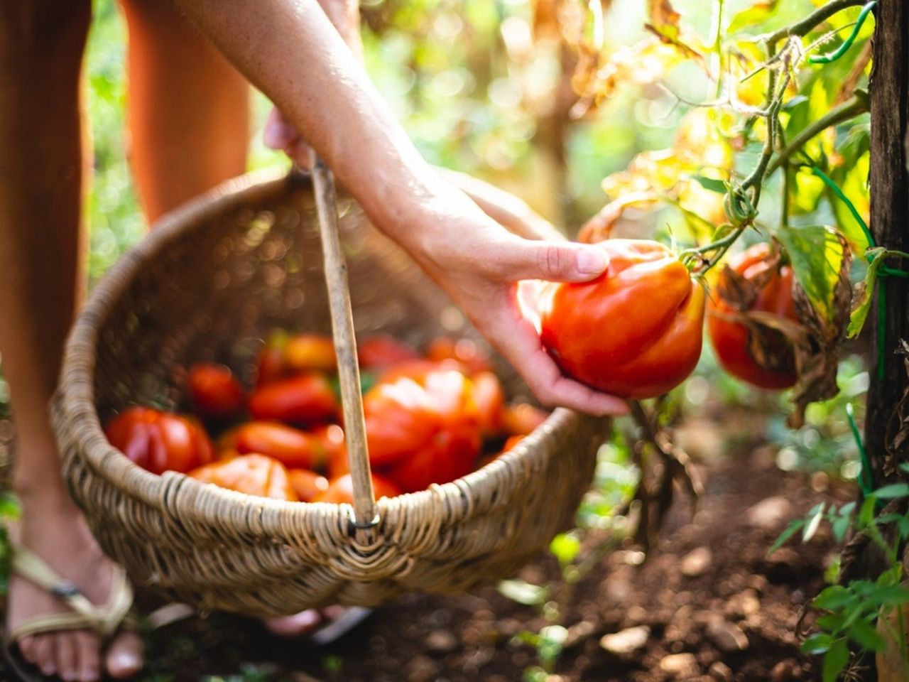 A hand picking a tomato to put in a basket