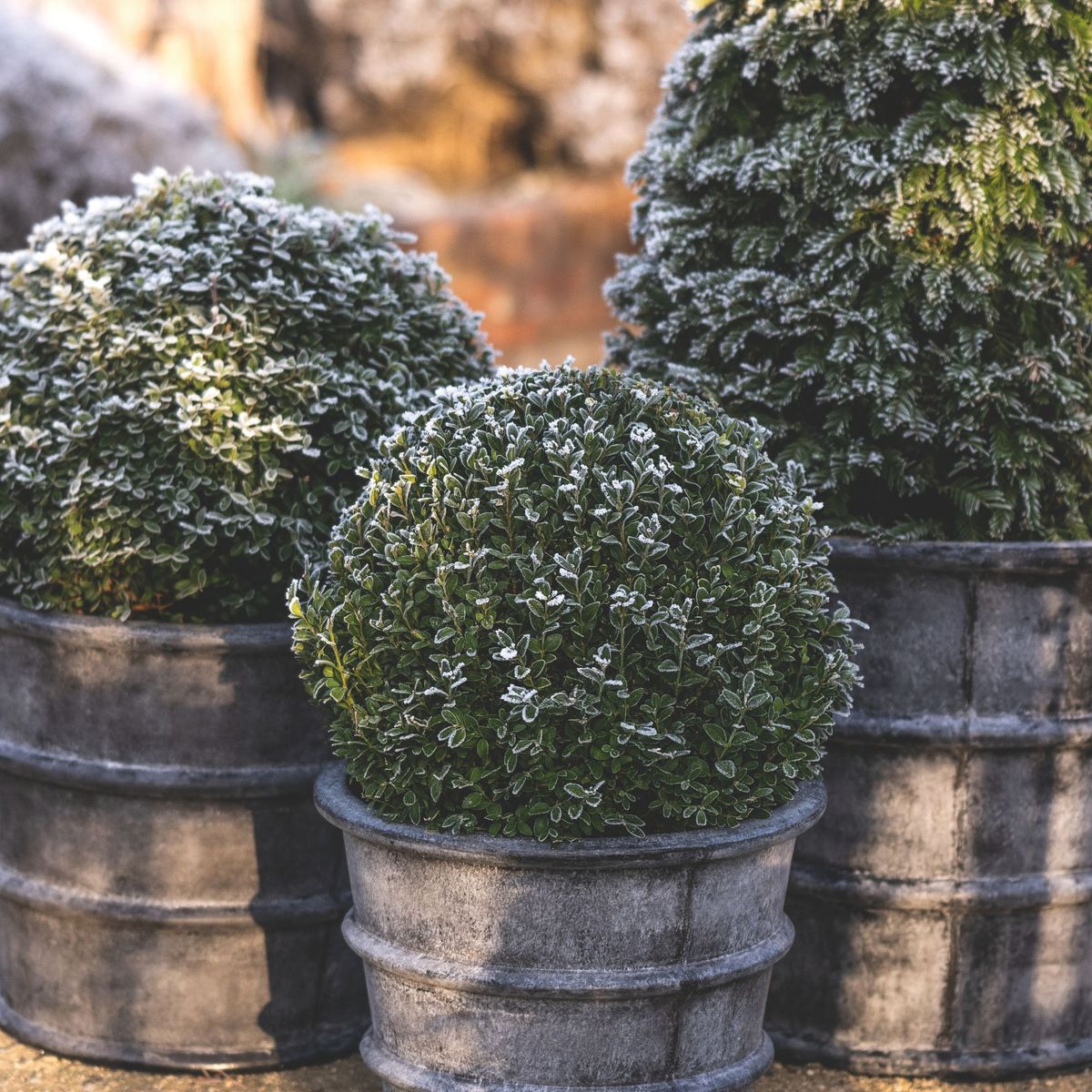 Meilleures couvertures pour plantes d'extérieur pour l'hiver 