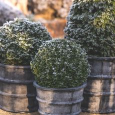 Frosted potted hedges