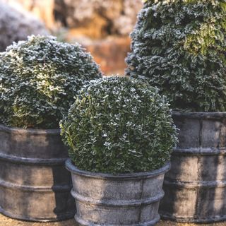 Frosted potted hedges