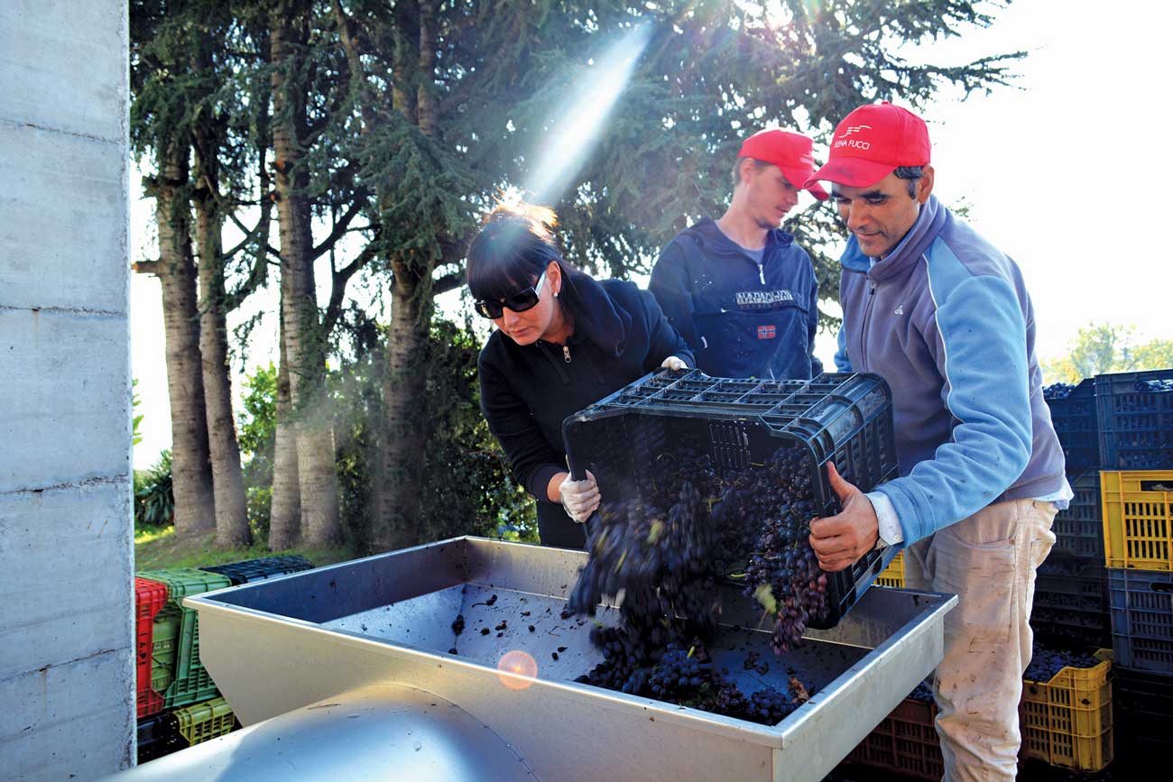 DES282.elena_fucci.action_photos_such_as_aglianico_harvest_and_aglianico_wine_production_8.jpg