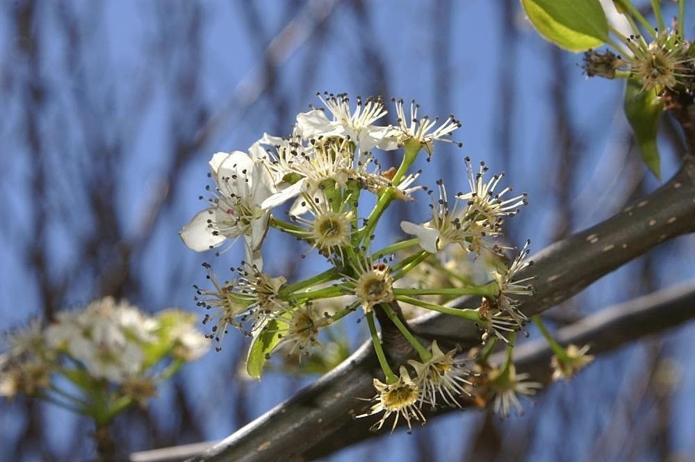 Redspire Pear Tree