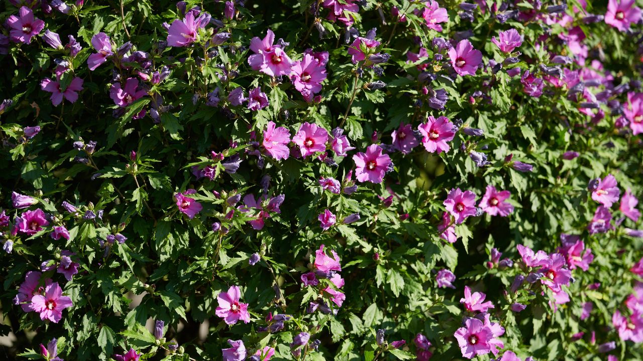 Hibiscus bush