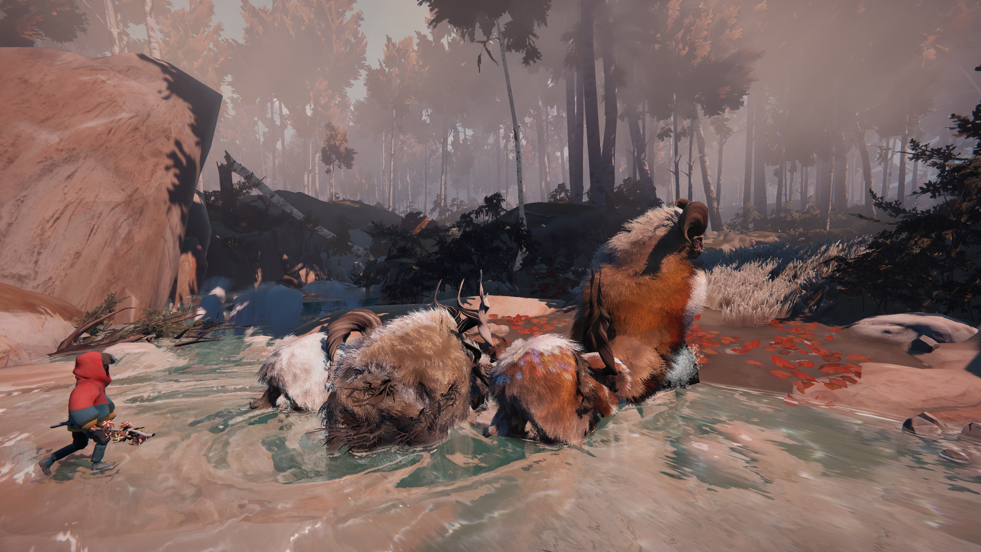 A shepherd herding large hairy animals 