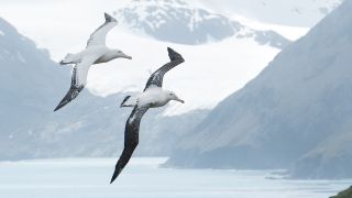A pair of wandering albatross flying over mountains