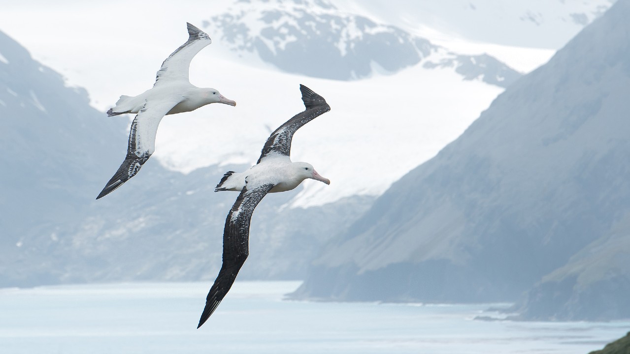 Ein Paar wandernder Albatrosse, die über Berge fliegen