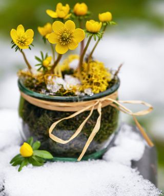 winter aconites in container in snow