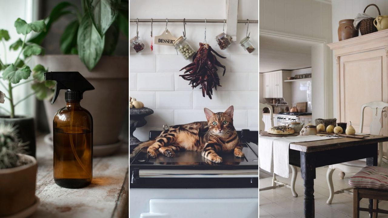 An amber spray bottle on a windowsill, a cat sat on a kitchen surface and a modern rustic dining room table with fruits and bread on top