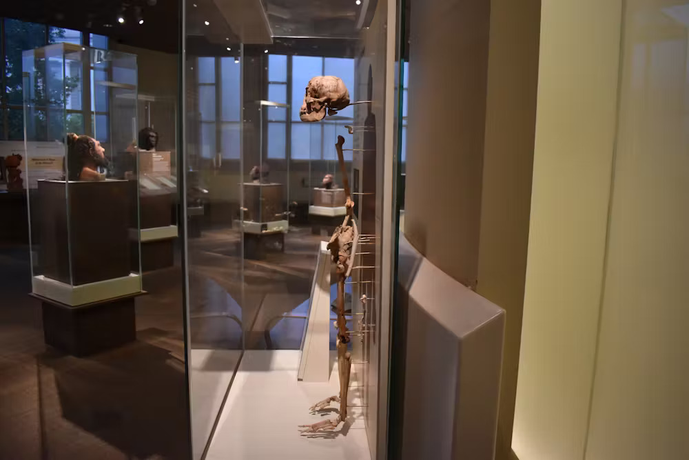 A profile view of an ancient human skeleton in a display case at a museum.
