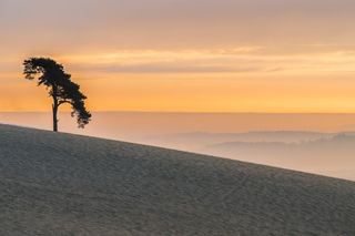 Single tree on hill